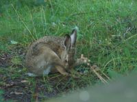 Hase putz